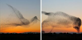 Photographer Captures One In A Million Photo, Doesn’t Realize It Until He Gets Home