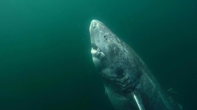 This 512-Year-Old GreenLand Shark Is The Oldest Living Vertebrate On The Planet
