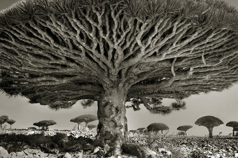 A woman spent 14 years photographing our planet’s oldest trees, and here are the results