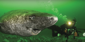 Scientists Discover 512-Year-Old Shark, Which Would Be The Oldest Living Vertebrate On The Planet