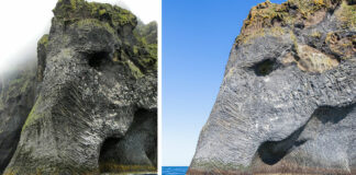 Giant Sea Elephant Emerges From The Ocean In Iceland