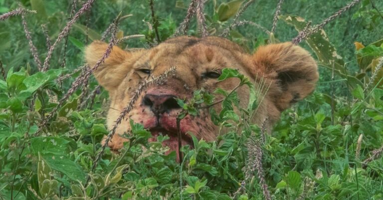 Rhino Poachers Eaten Alive By Pride Of Lions In South African Game Reserve