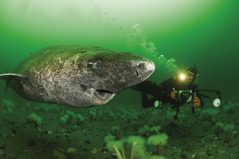 Scientists Discover 400-Year-Old Greenland Shark Likely Born Around 1620