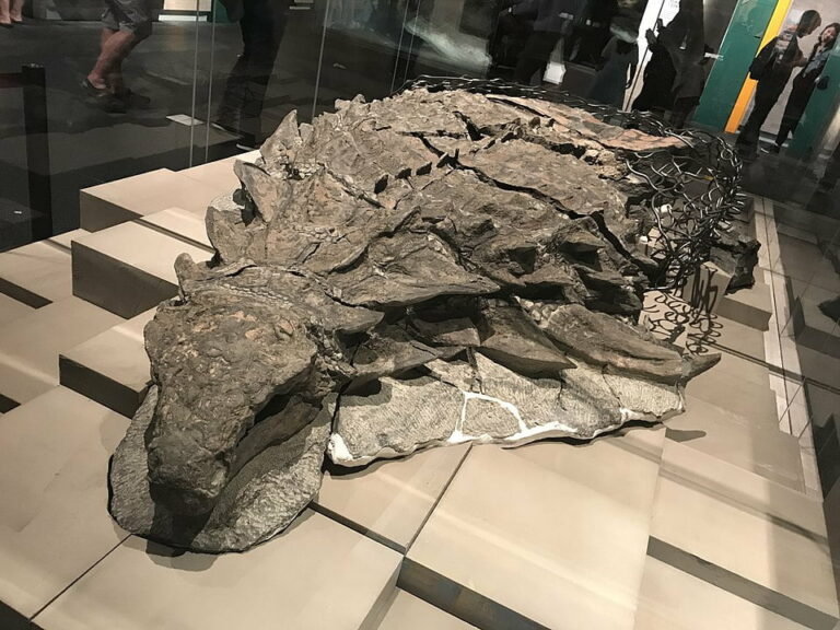 Recently Discovered Dinosaur ‘Mummy’ Is So Well-Preserved It Even Has The Skin And Guts Intact