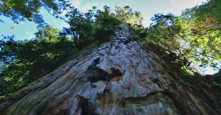 Oldest Tree in the World Found: It’s Called Great-Grandfather and is 5,484 years old