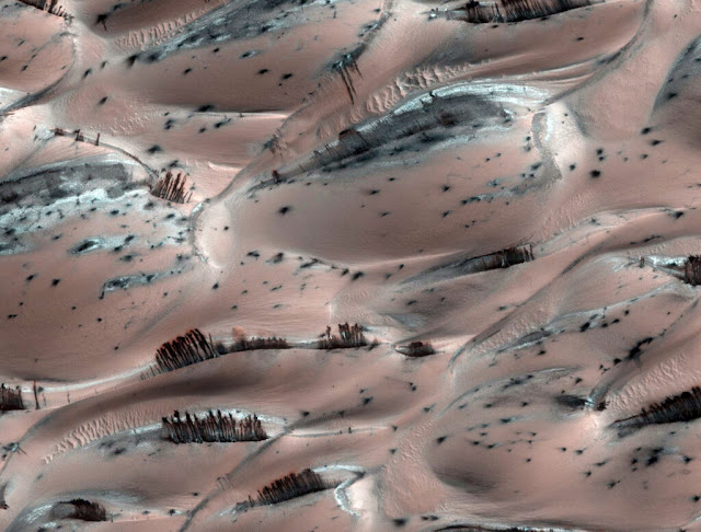 NASA Official Archives Show Trees On Mars | Clear Evidence of Life!