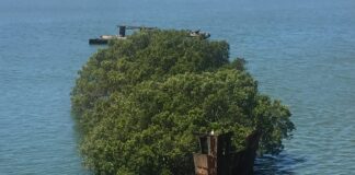 Ship From 1911, That Even Served in WWII, Was Overtaken by Nature, Becoming a Floating Forest