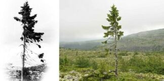 9,500-Year-Old Tree Found in Sweden Is The World’s Oldest Tree