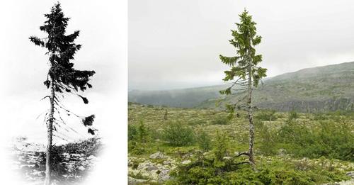 9,500-Year-Old Tree Found in Sweden Is The World’s Oldest Tree