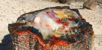 Petrified Opal Tree Trunk Situated In Arizona Its About 225 Million Years Old