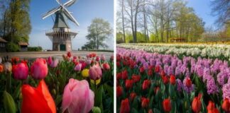 The Most Beautiful Flower Garden In The World Has No Visitors For The First Time In 71 Years And I Got To Capture It (31 Pics)