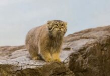 Rare Cat Found Living On The Tallest Mountain In The World