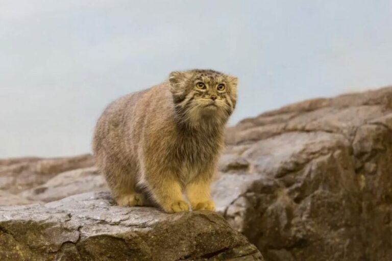 Rare Cat Found Living On The Tallest Mountain In The World