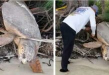 Man Spots ‘Dead’ Sea Turtle Trapped On Land And Brings Her Back To Life