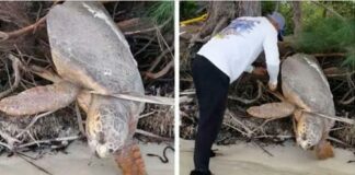 Man Spots ‘Dead’ Sea Turtle Trapped On Land And Brings Her Back To Life
