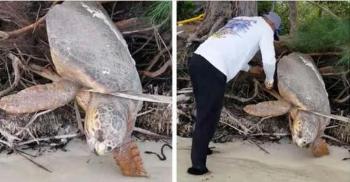 Man Spots ‘Dead’ Sea Turtle Trapped On Land And Brings Her Back To Life
