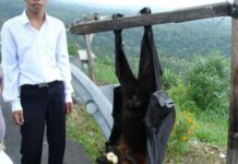 Amazing! Giant Megabats!