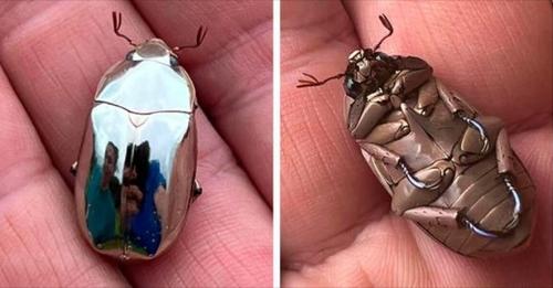 Man Finds An Incredible Beetle Who’s Almost Too Stunning To Be Real