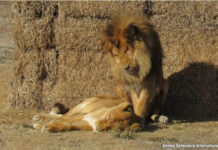 Lion Husband Stays By His Sick Wife’s Side Until The Very End