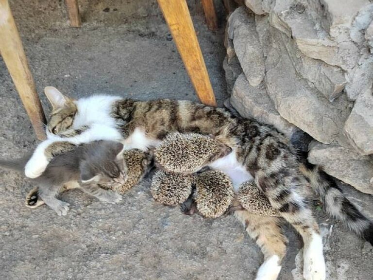 Cat Adopts Five Baby Hedgehogs After Their Mother Is Killed by Hay Mower