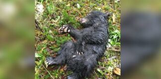 Man spots dying bear while hiking, risks jail time to save bear’s life