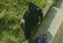 37 years ago, Jambo the Gorilla made headlines all over the world