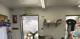 Deer Drops By Gift Shop — Then Comes Back Later With Her Kids