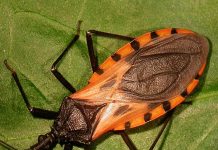 These bugs come out at nighttime, and attacking victims, they silently kill or leave them with a lifelong infection