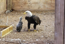 A Male Bald Eagle That Was Trying To Hatch A Rock Has Been Given A Chick To Raise