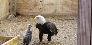 A Male Bald Eagle That Was Trying To Hatch A Rock Has Been Given A Chick To Raise