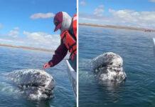Whale Approaches Boat Captain To Ask Him To Do Her A Helpful Favor