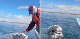 Whale Approaches Boat Captain To Ask Him To Do Her A Helpful Favor