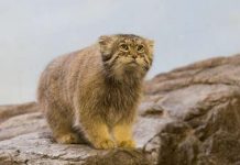 Rare Cat Found Living On The Tallest Mountain In The World