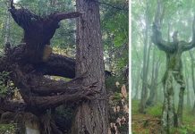 30 Trees That Look Like Something Else And Will Make You Look Twice