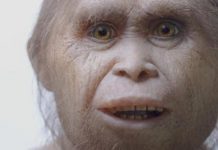 Scientists discover remains of Hobbit humans that stood only 3ft high and lived 700,000 years ago in Indonesia.