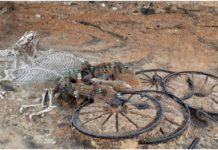 2,500-Year-Old Chariot Found – Complete with Rider And Horses