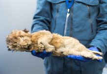 Pair of Uniquely Preserved Prehistoric Cave Lions Found in Siberian Permafrost