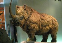 Perfectly Preserved Young Woolly Rhino Revealed By Melting Permafrost