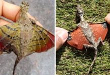“Draco” Also Known As Flying Dragons Exist And They Are A Real Wonder of Nature