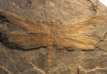 Meganeura: The largest insect ever to exist was a giant dragonfly