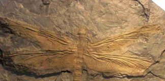 Meganeura: The largest insect ever to exist was a giant dragonfly