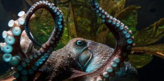 Octopus Houdini: Inky’s Impossible Escape from a New Zealand Aquarium