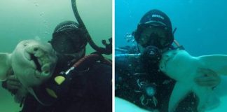 Shark Comes To Cuddle With This Diver Whenever He Goes Diving